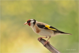 <p>STEHLÍK OBECNÝ (Carduelis carduelis) Bohuslavice nad Vláří ---- /European goldfinch - Stieglitz)</p>